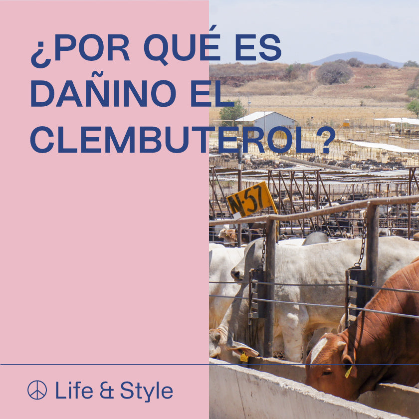 ¿Por qué es Dañino el Clembuterol?