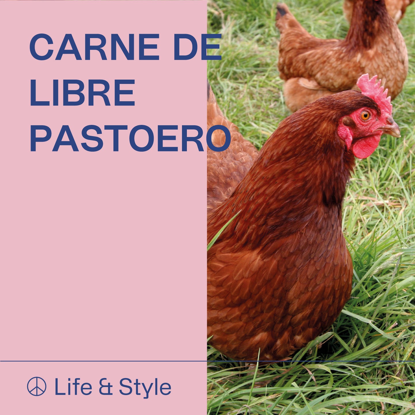 Carne de Libre Pastoreo: ¿Qué es y qué beneficios tiene?
