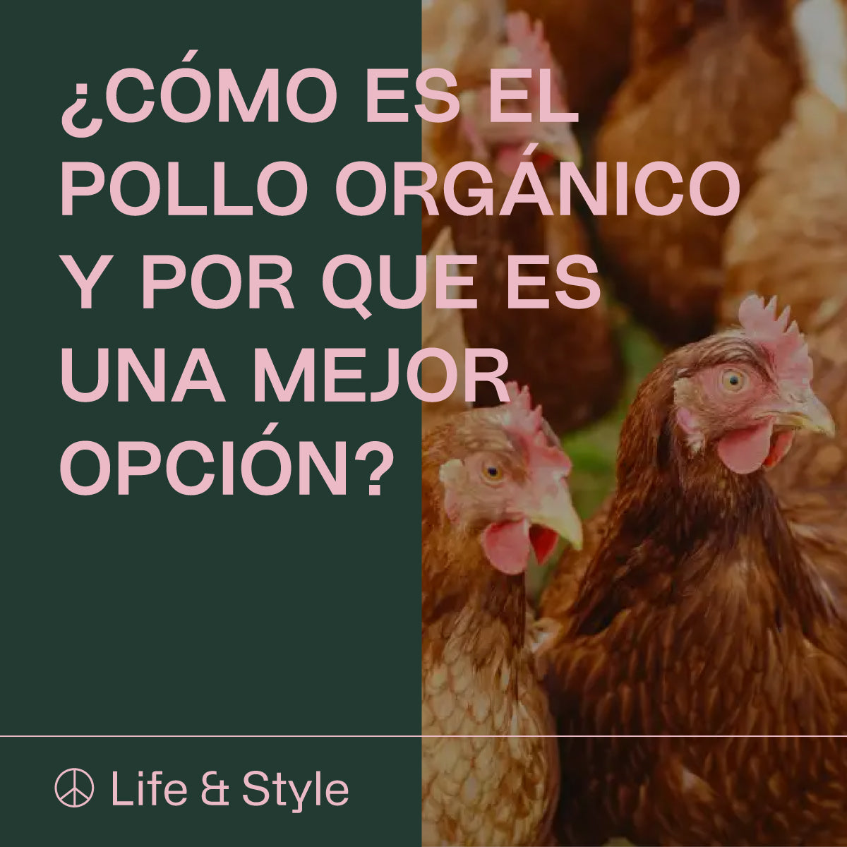 ¿Cómo es el pollo orgánico y por qué es una mejor opción?