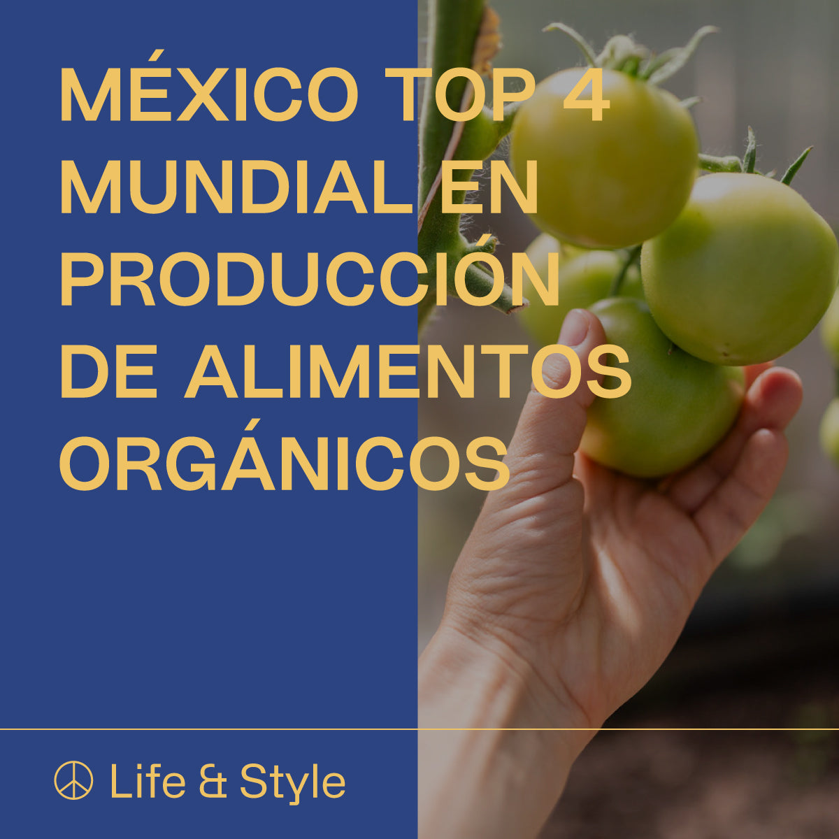 México en el Top 4 ¿Cómo se Convirtió en lider Mundial en Producción de Alimentos Orgánicos?