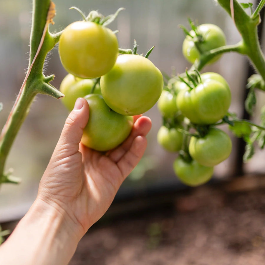 Tomate Verde Orgánico