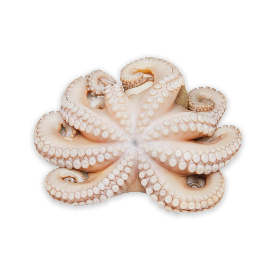 Pulpo Entero Crudo 4-6