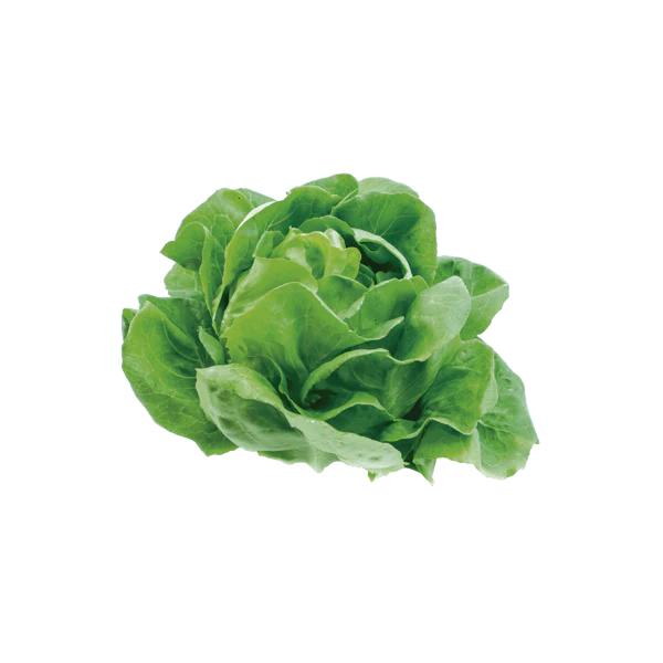 Lechuga Francesa Orgánica