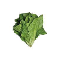 Lechuga Italiana Orgánica